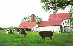 [photo, Grazing cows, farm land, Frederick County, Maryland]