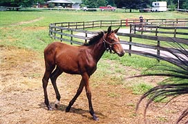 [photo, Horse farm, Davidsonville, Maryland]