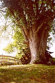 [photo, Shade tree, Fair Hill, Maryland]
