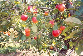 [photo, Apple trees, Catoctin (Frederick County), Maryland]