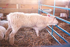 [photo, Sheep, Maryland Sheep and Wool Festival, Howard County Fairgrounds, West Friendship, Maryland]