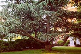 [photo, Pine tree on Courthouse grounds, North Washington St., Easton, Maryland]